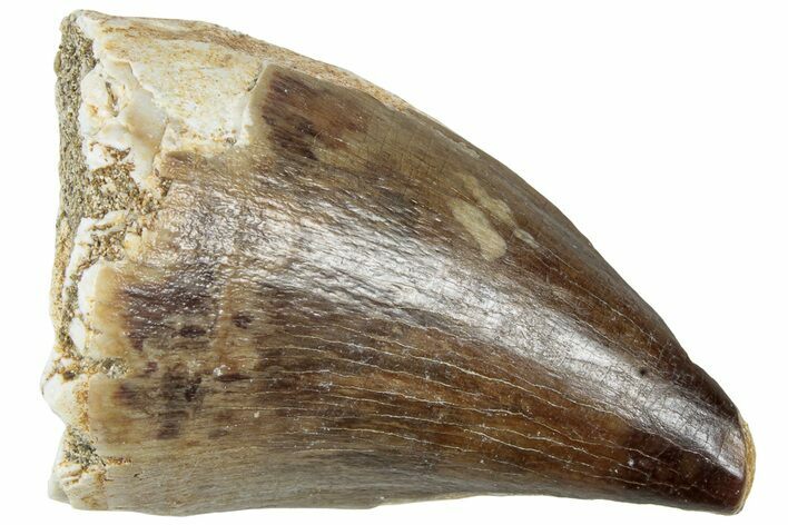 Fossil Mosasaur (Prognathodon) Tooth - Morocco #226682